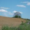 L'orme sur la route rouge vers Anizy