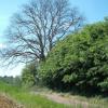 L'orme sur la route rouge vers Anizy