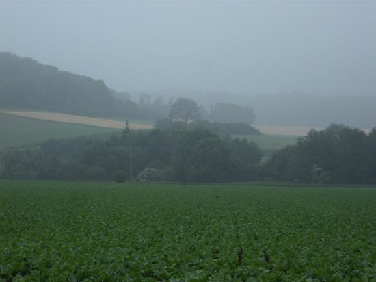 L'orme sur la route rouge vers Anizy