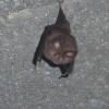 Chauve-souris