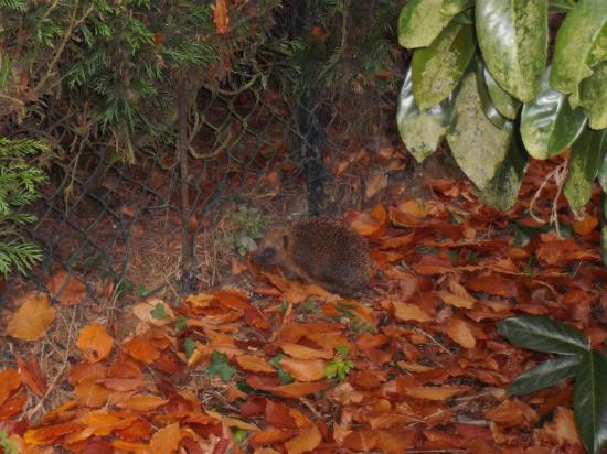 dans un jardin rue saint  Maurice